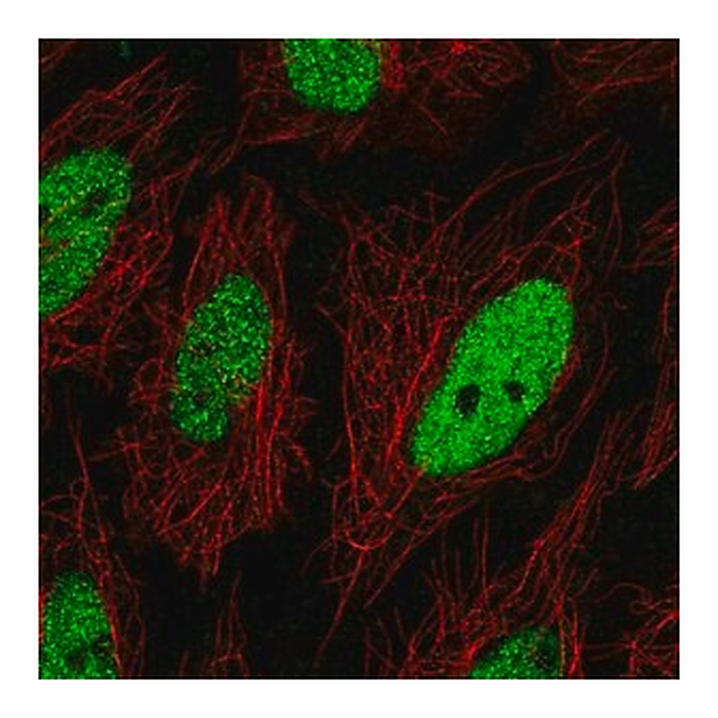 Merck Anti-C19orf57 antibody produced in rabbit