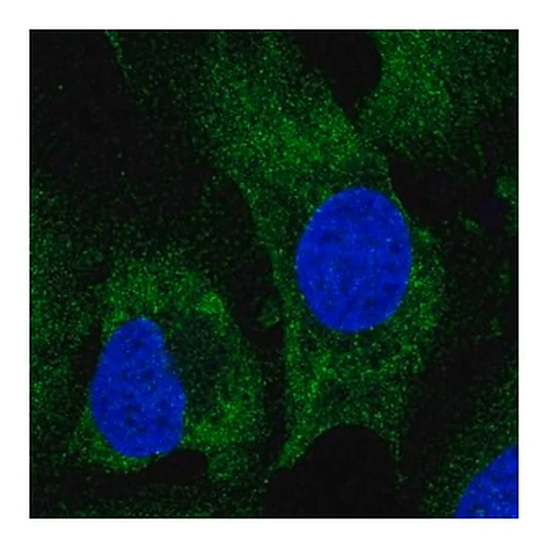 Merck Anti-GIGYF2 antibody produced in rabbit