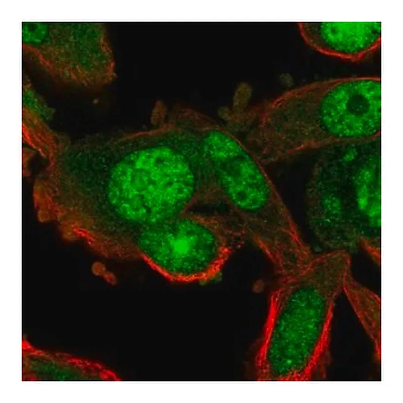 Merck Anti-RGS12 antibody produced in rabbit