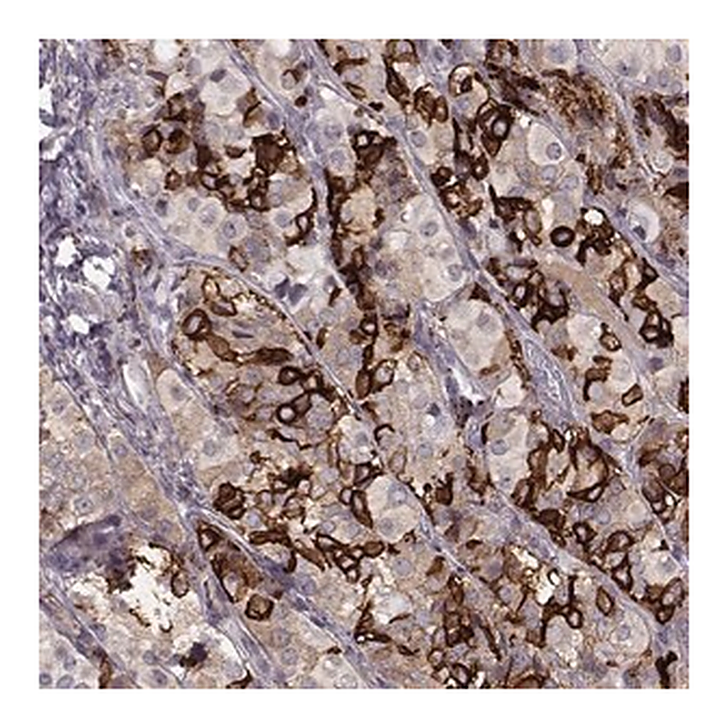 Merck Anti-GPR50 antibody produced in rabbit