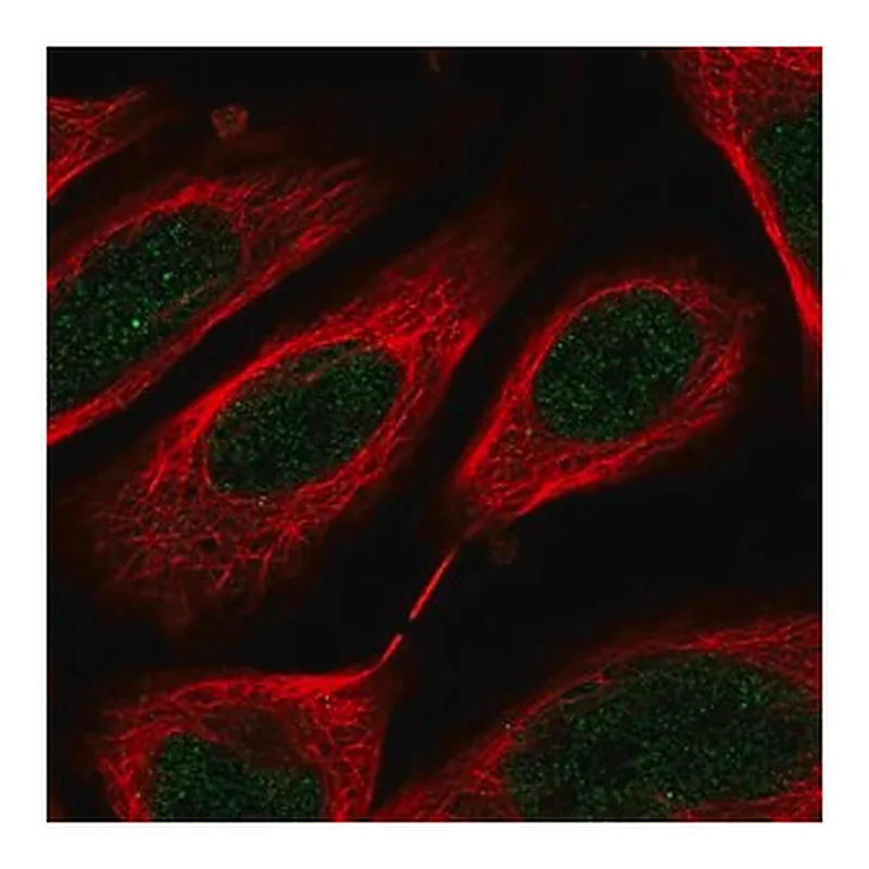 Merck Anti-C8orf44 antibody produced in rabbit