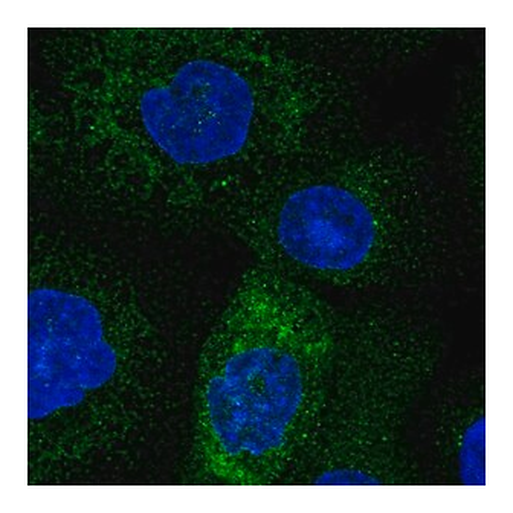Merck Anti-TMCO1 antibody produced in rabbit