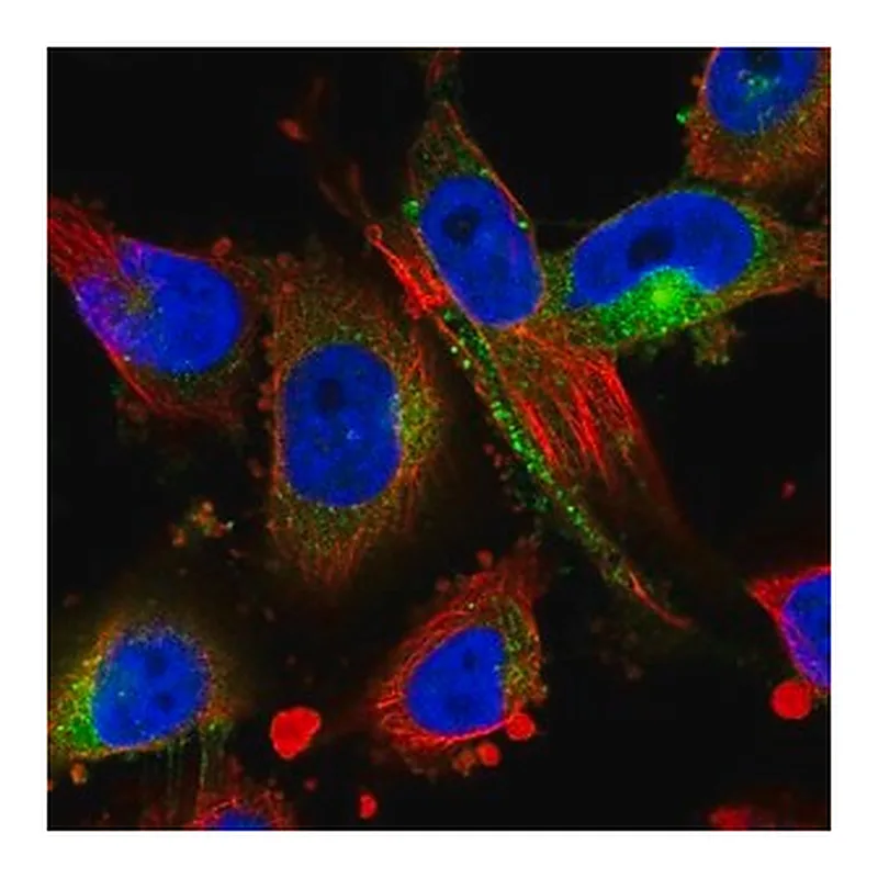 Merck Anti-MARCKS antibody produced in rabbit