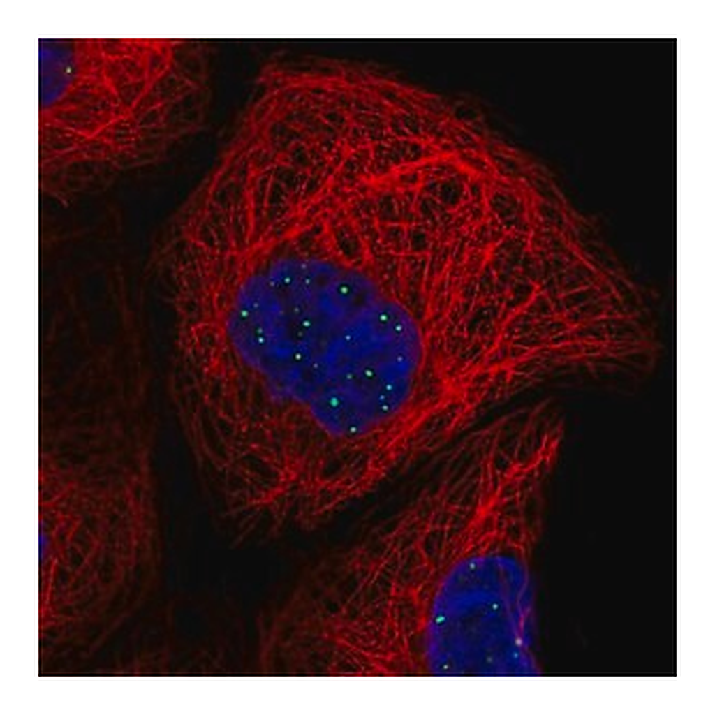 Merck Anti-DTWD2 antibody produced in rabbit