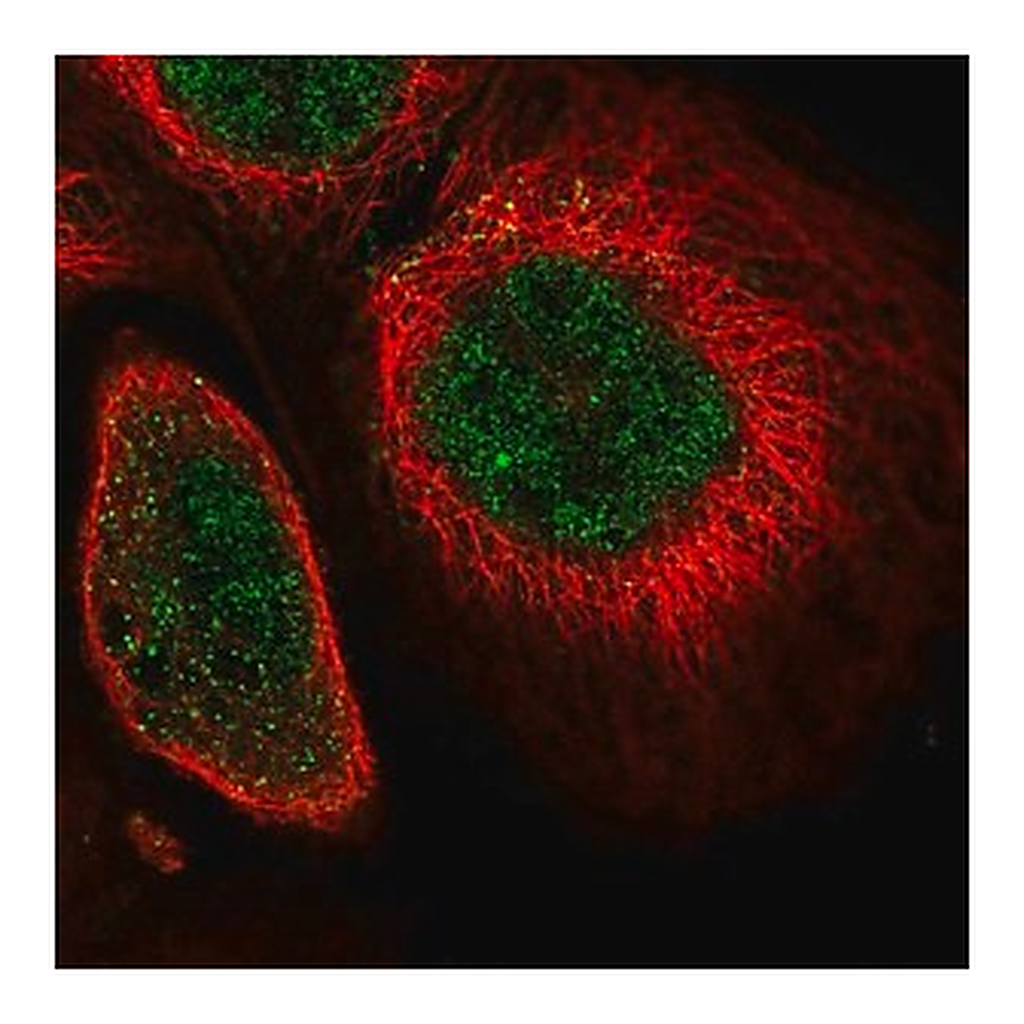Merck Anti-SOX13 antibody produced in rabbit