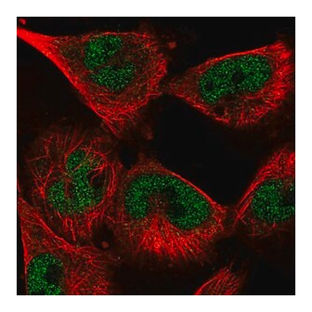 Merck Anti-SNRPA antibody produced in rabbit