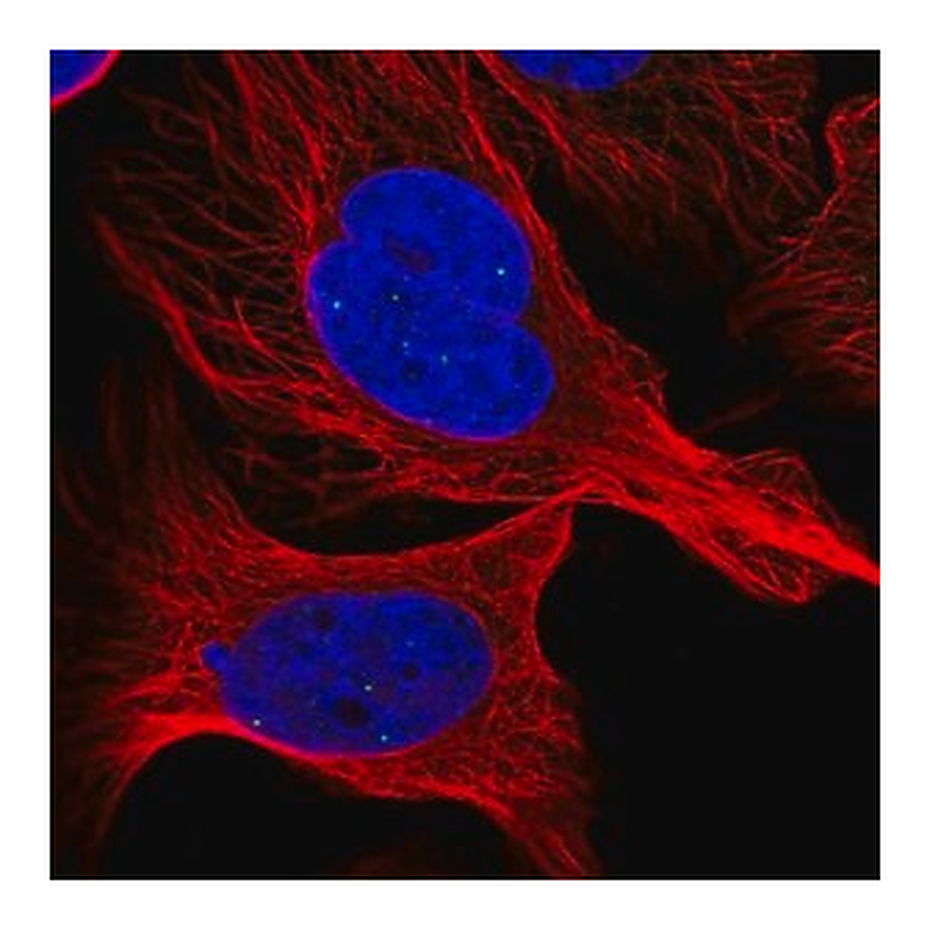 Merck Anti-ATMIN antibody produced in rabbit