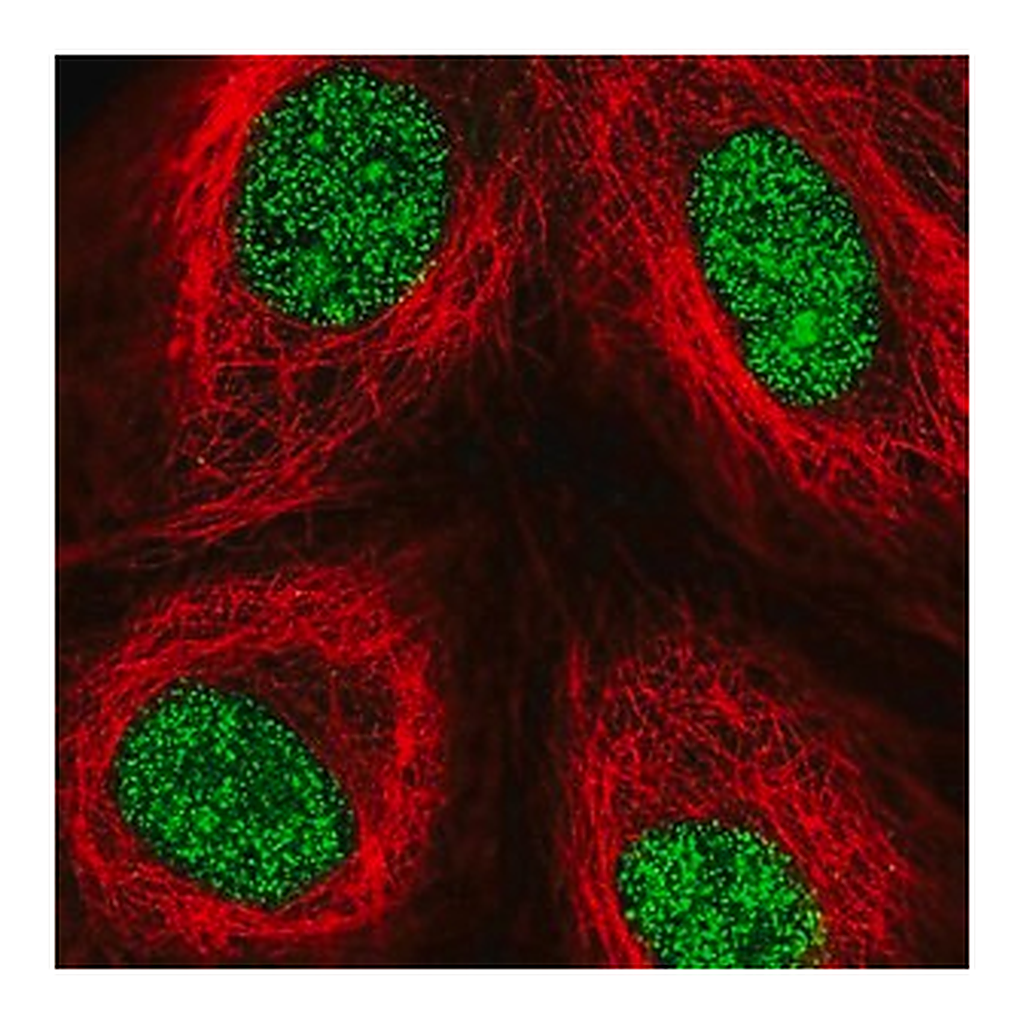 Merck Anti-ZFP69 antibody produced in rabbit