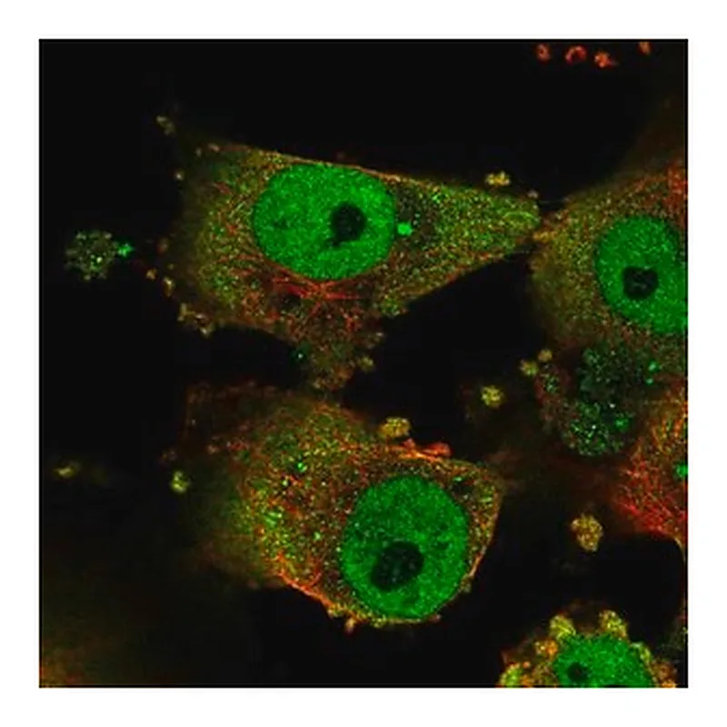 Merck Anti-GPATCH3 antibody produced in rabbit