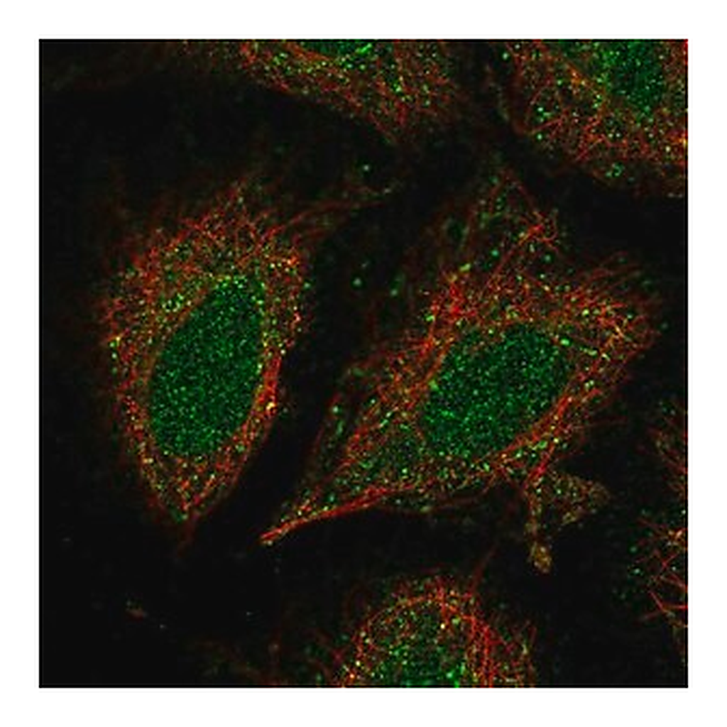 Merck Anti-CCDC122 antibody produced in rabbit