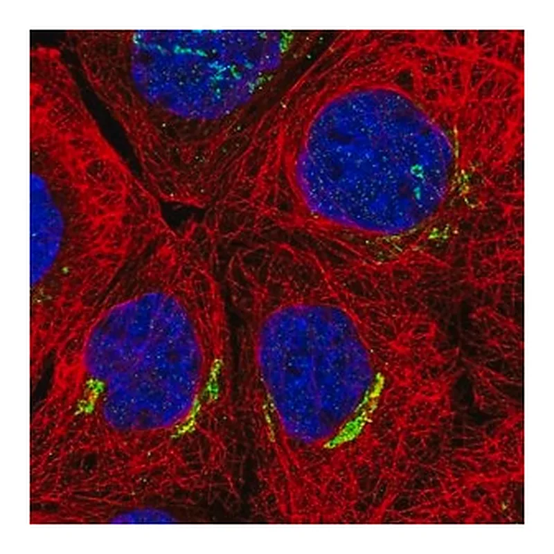 Merck Anti-SLC30A6 antibody produced in rabbit