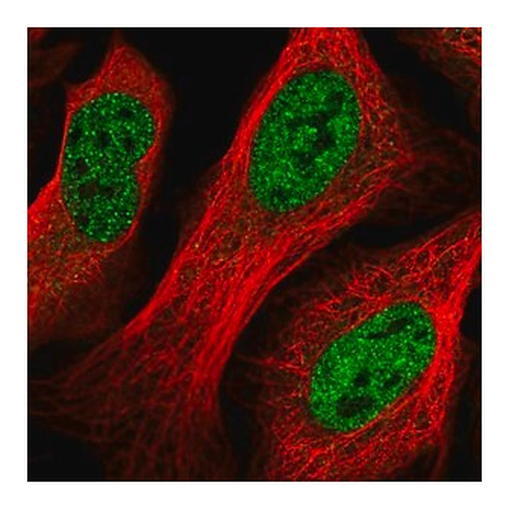 Merck Anti-GID8 antibody produced in rabbit
