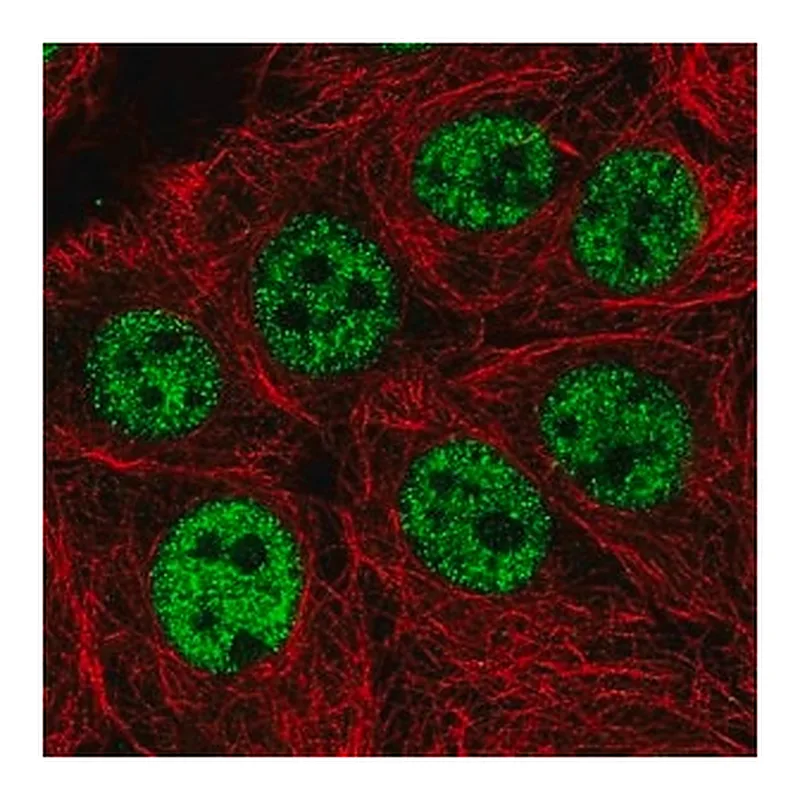 Merck Anti-WASHC5 antibody produced in rabbit
