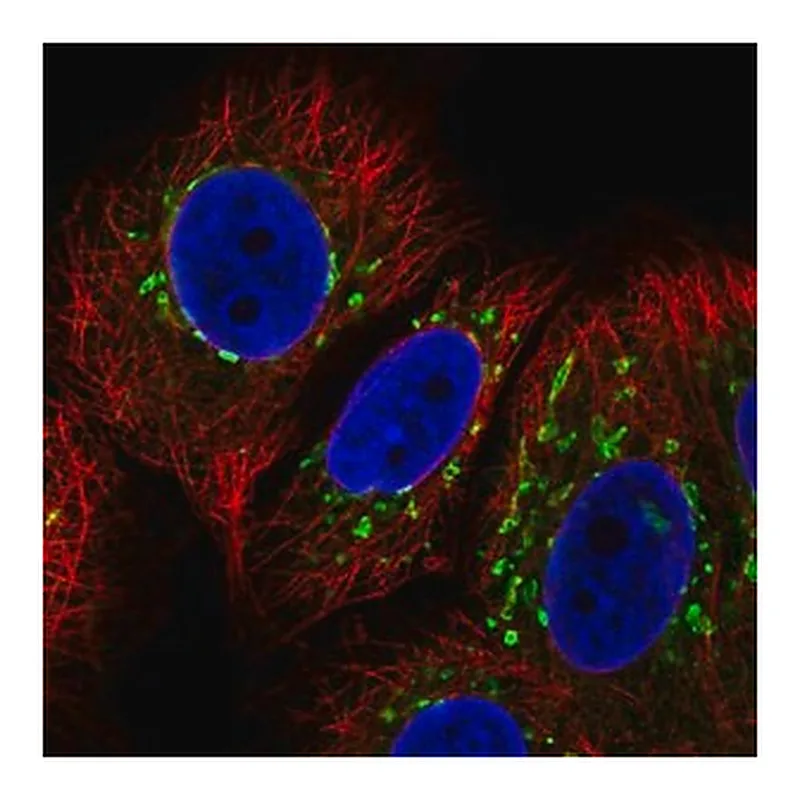 Merck Anti-COG7 antibody produced in rabbit