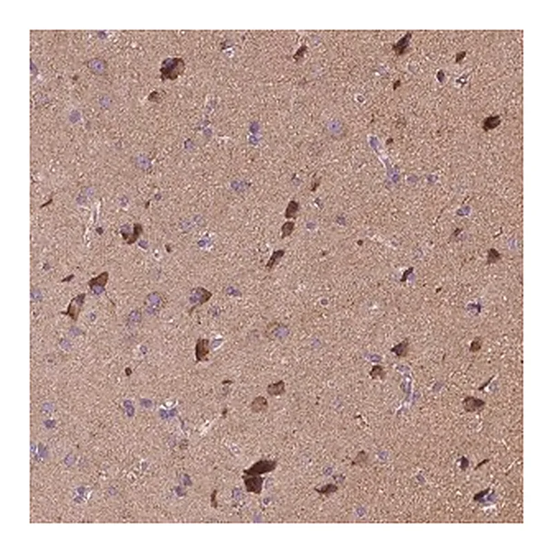 Merck Anti-SNCAIP antibody produced in rabbit