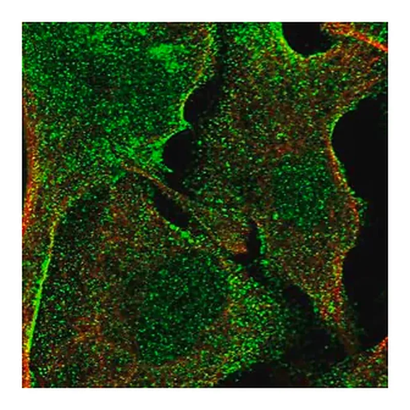 Merck Anti-APMAP antibody produced in rabbit