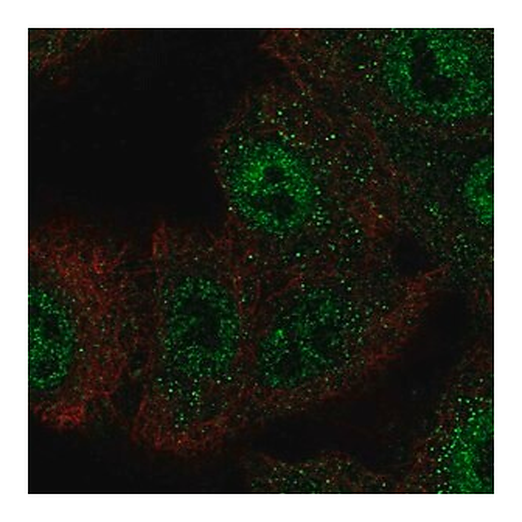 Merck Anti-CIC antibody produced in rabbit