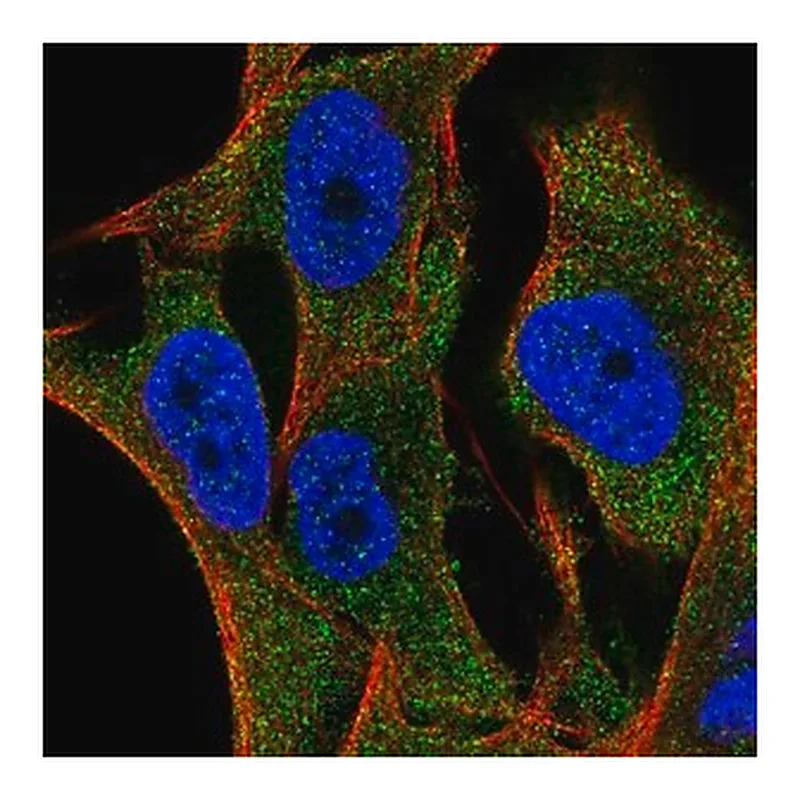 Merck Anti-SLC35G2 antibody produced in rabbit