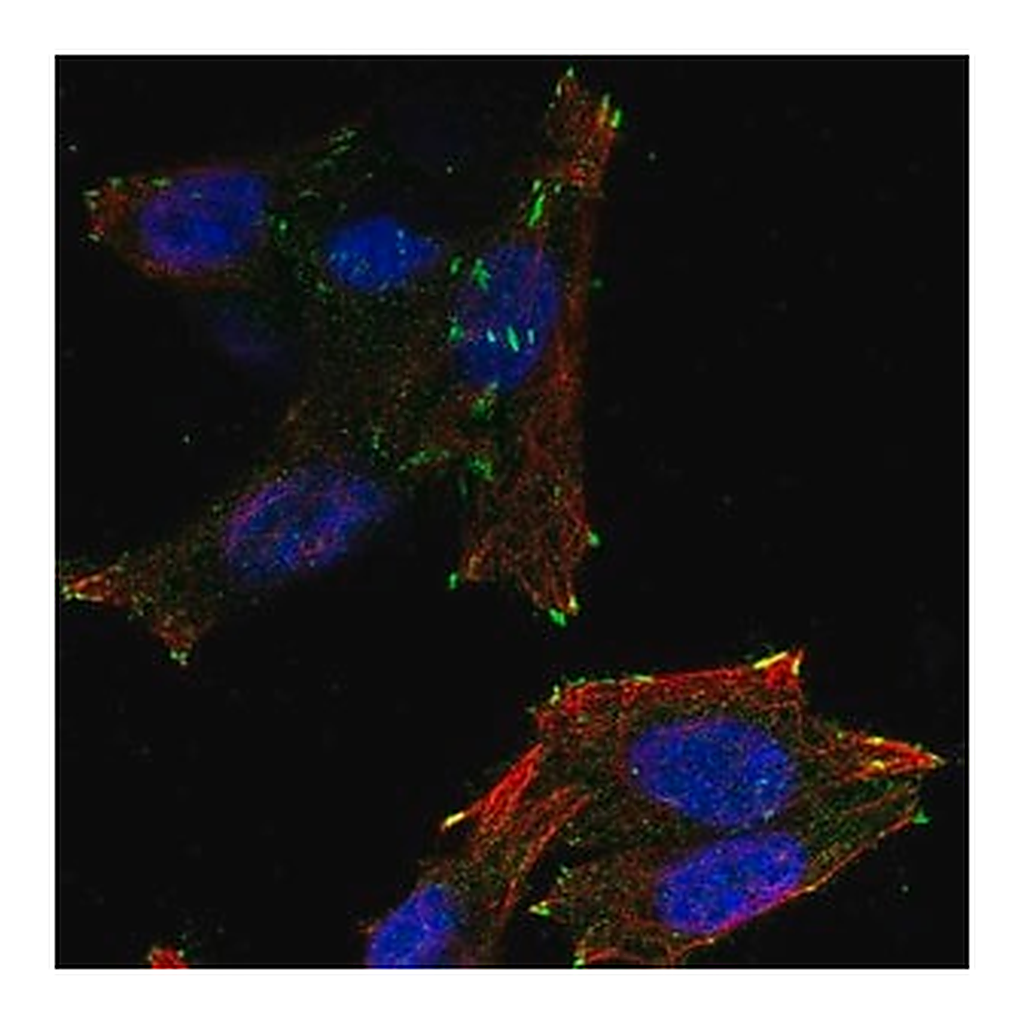 Merck Anti-NEDD4L antibody produced in rabbit