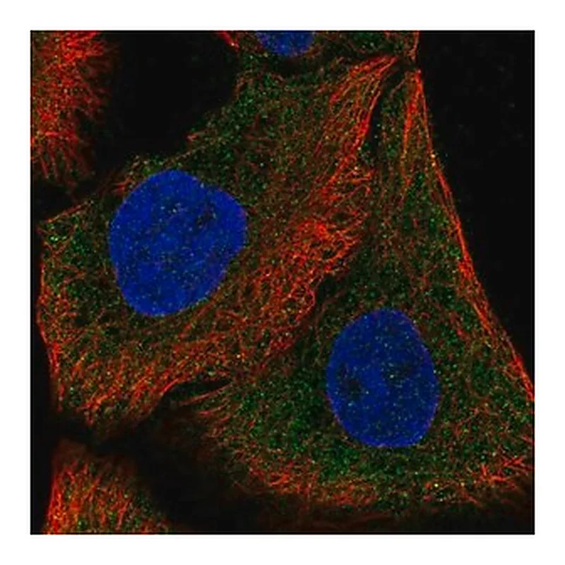 Merck Anti-DAAM1 antibody produced in rabbit