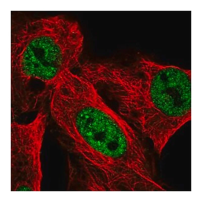 Merck Anti-USP42 antibody produced in rabbit