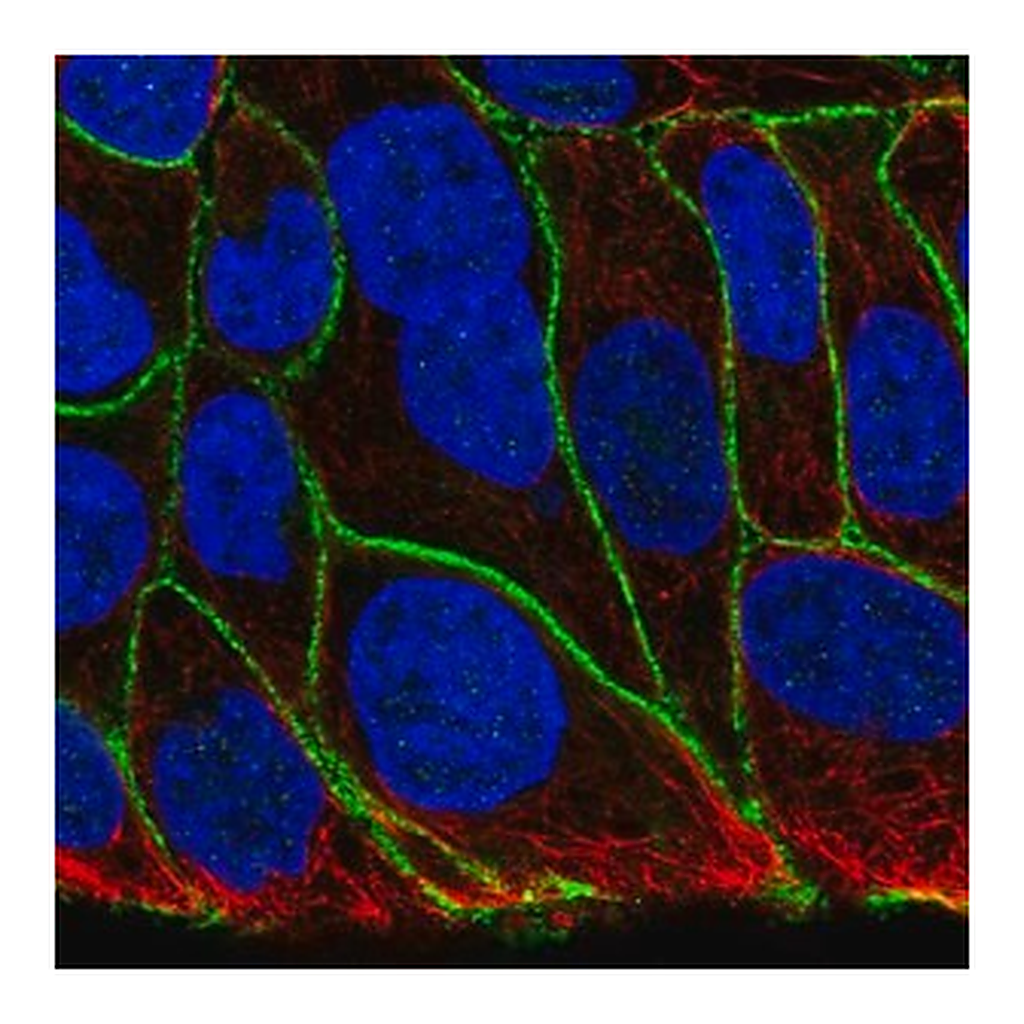 Merck Anti-KIAA1522 antibody produced in rabbit