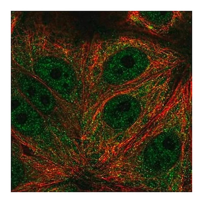 Merck Anti-TRIM65 antibody produced in rabbit