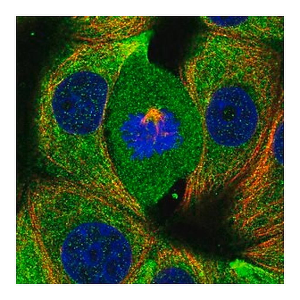 Merck Anti-RABGAP1 antibody produced in rabbit