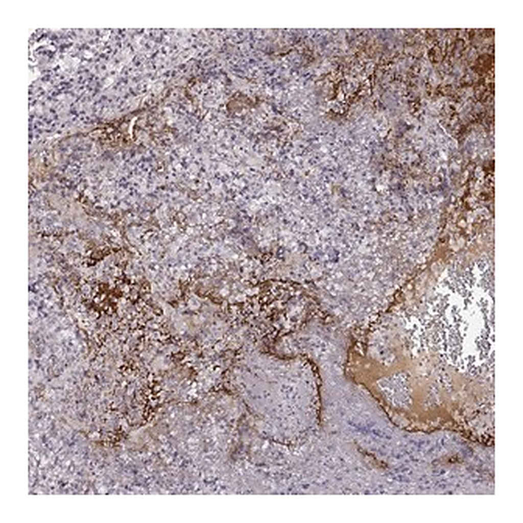 Merck Anti-NPW antibody produced in rabbit