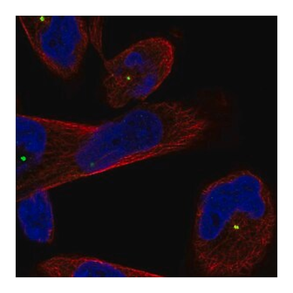 Merck Anti-CEP250 antibody produced in rabbit