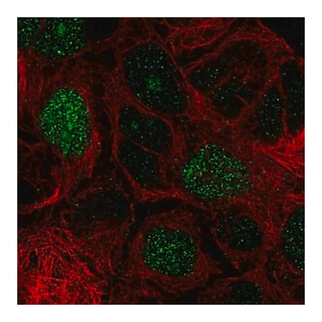 Merck Anti-E2F8 antibody produced in rabbit
