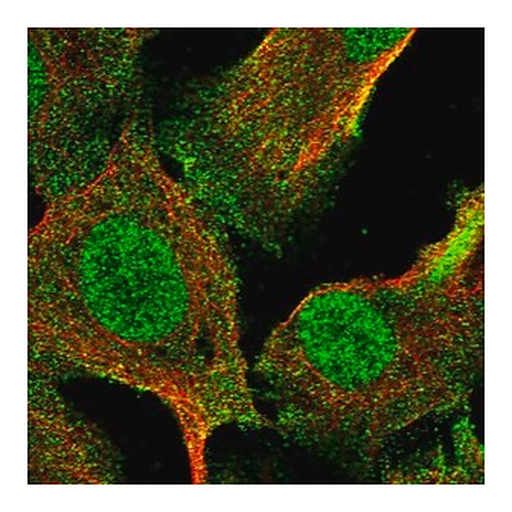 Merck Anti-RNF8 antibody produced in rabbit
