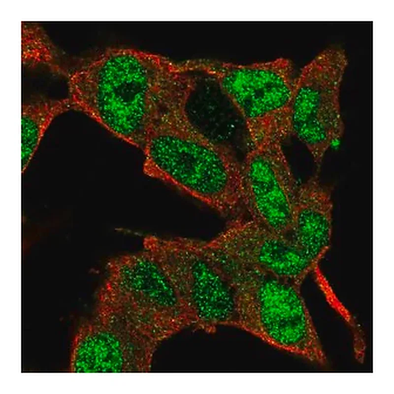 Merck Anti-E2F3 antibody produced in rabbit