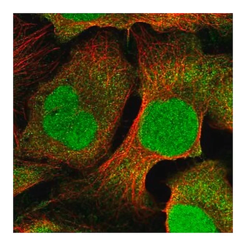 Merck Anti-DTL antibody produced in rabbit