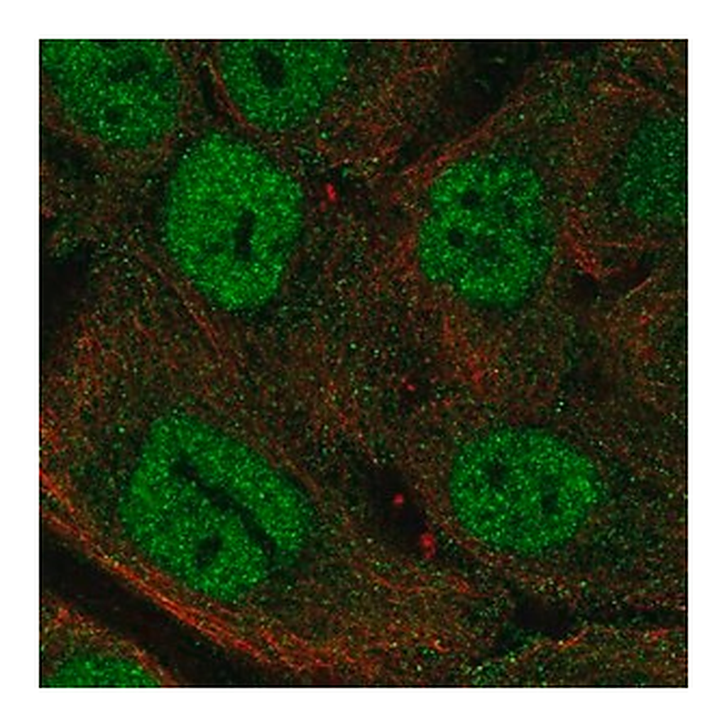 Merck Anti-MTCP1 antibody produced in rabbit