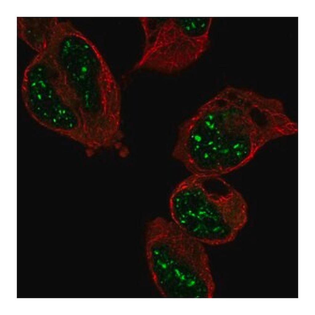 Merck Anti-RFXAP antibody produced in rabbit