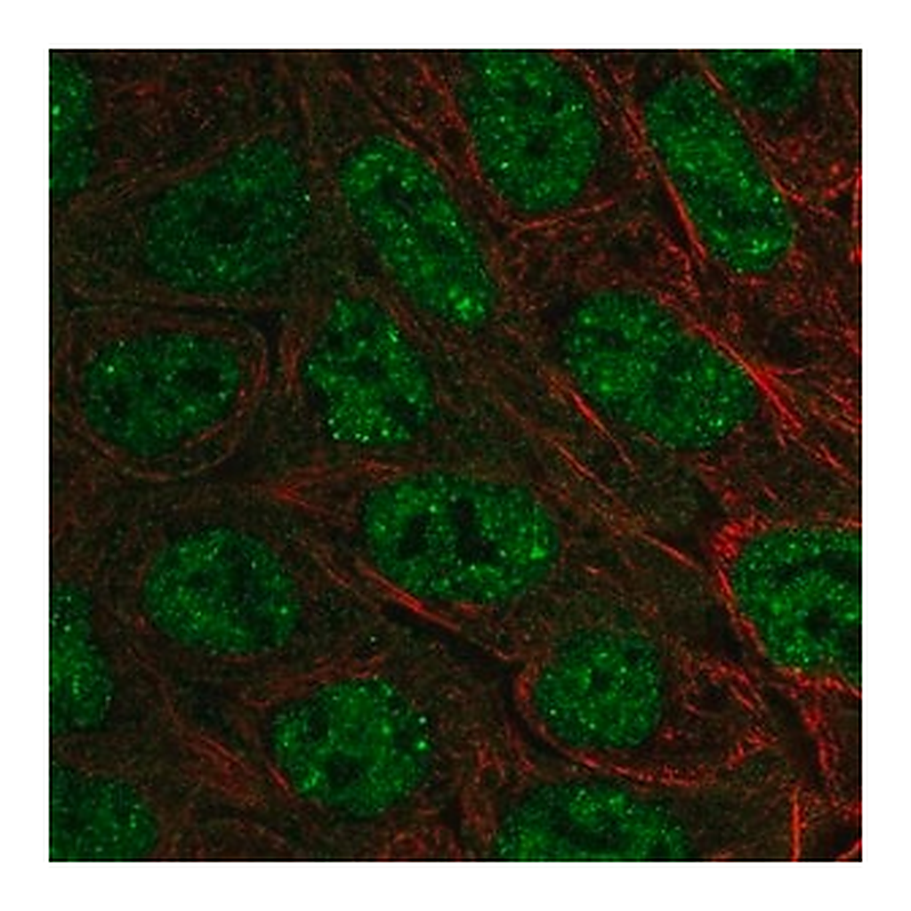 Merck Anti-EXOC6B antibody produced in rabbit