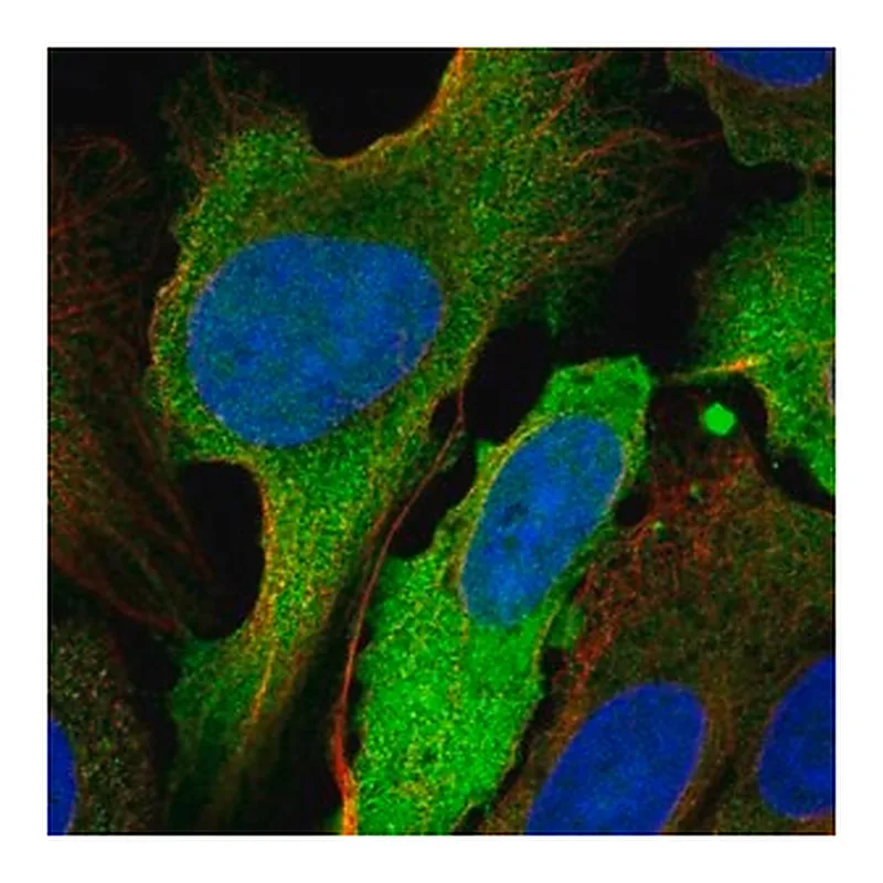 Merck Anti-UBE2C antibody produced in rabbit
