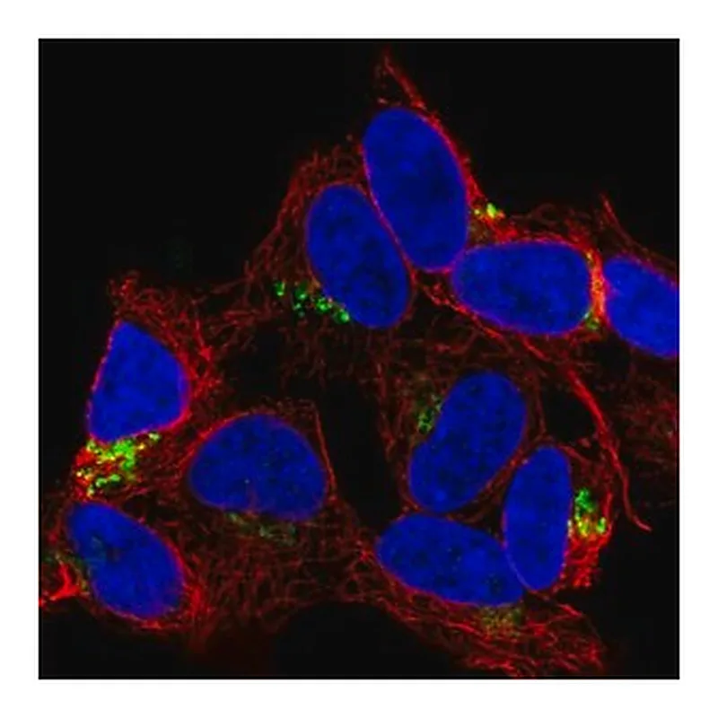 Merck Anti-FAM184A antibody produced in rabbit