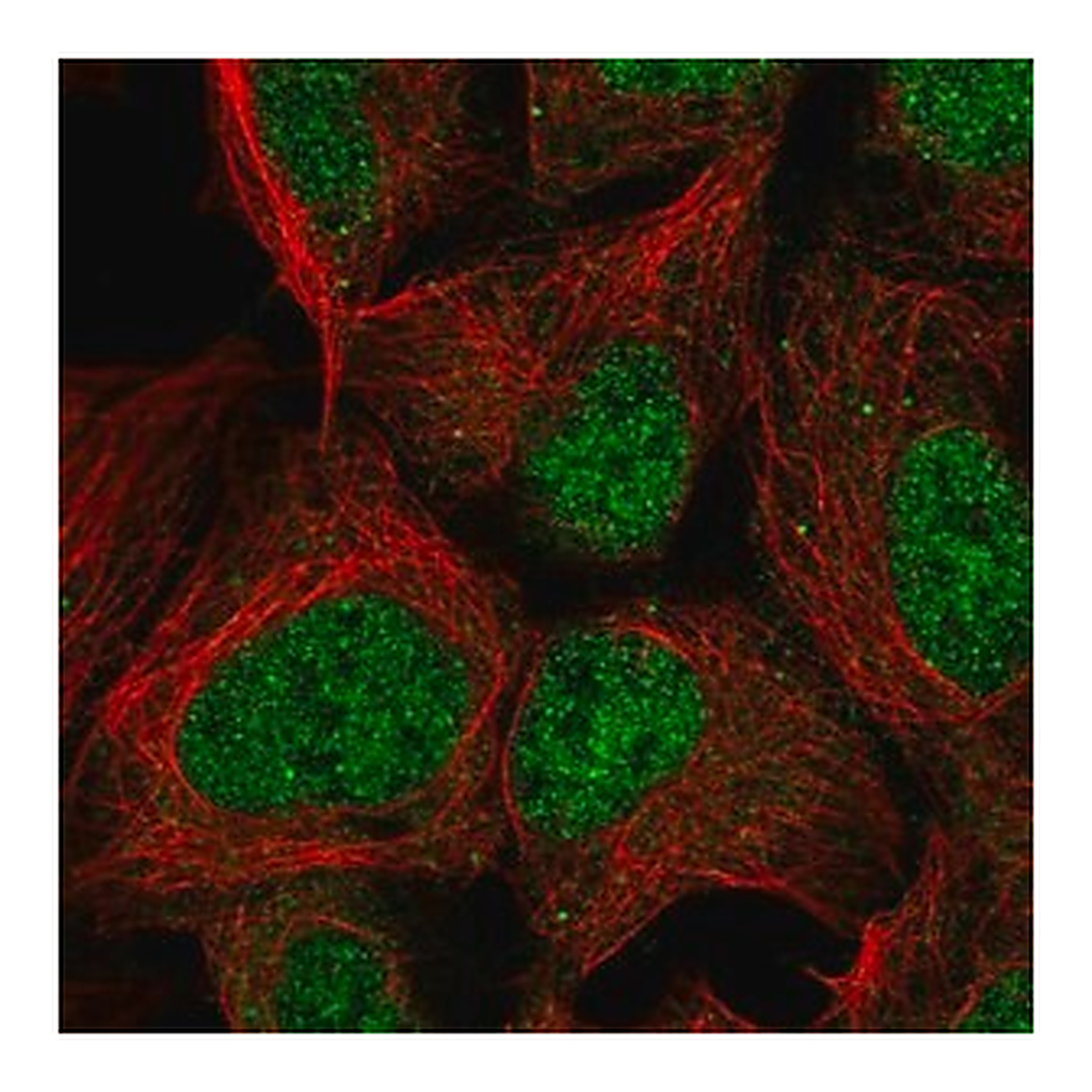 Merck Anti-PMF1 antibody produced in rabbit