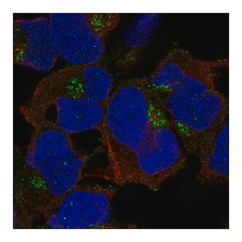 Merck Anti-FAM26E antibody produced in rabbit