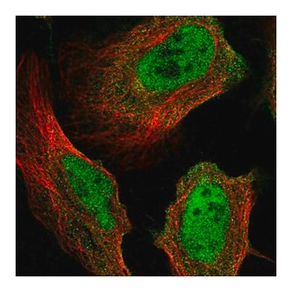 Merck Anti-MICAL3 antibody produced in rabbit