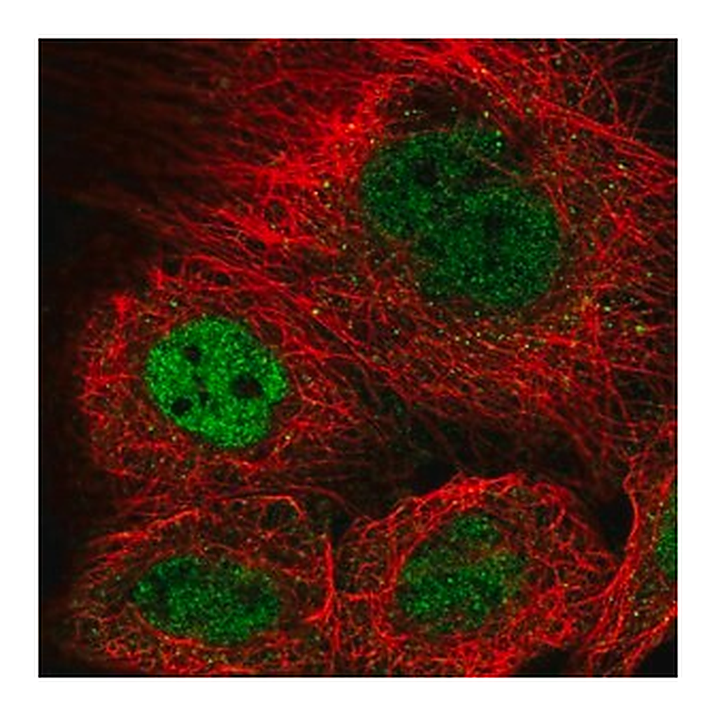 Merck Anti-KANSL3 antibody produced in rabbit