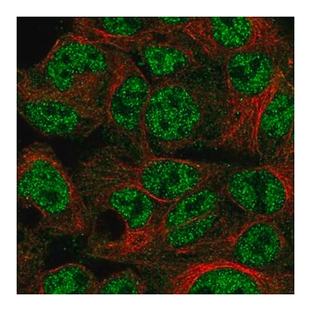 Merck Anti-SPDYA antibody produced in rabbit