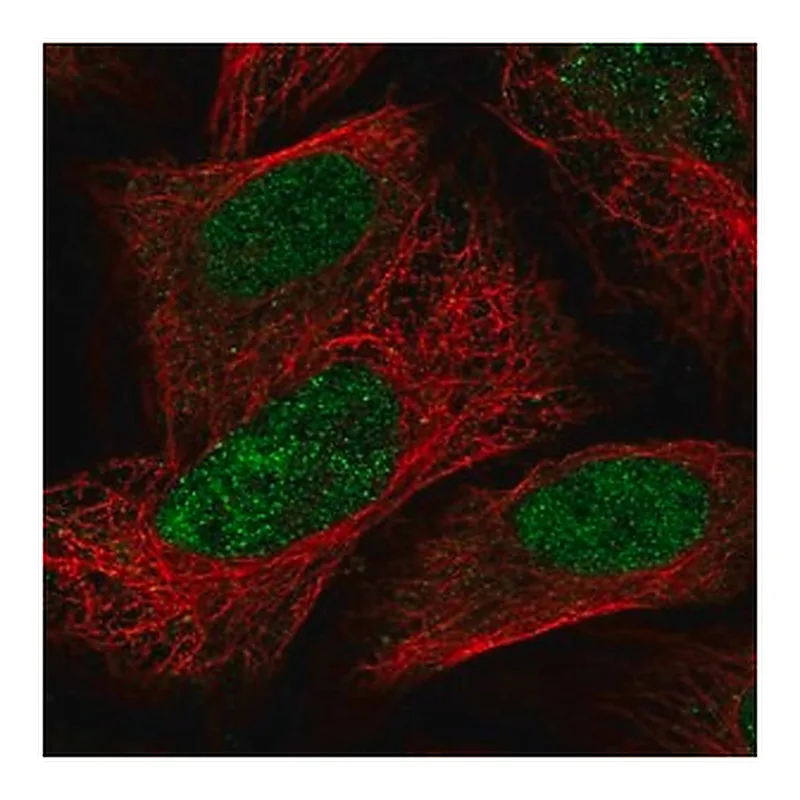 Merck Anti-PAPOLG antibody produced in rabbit
