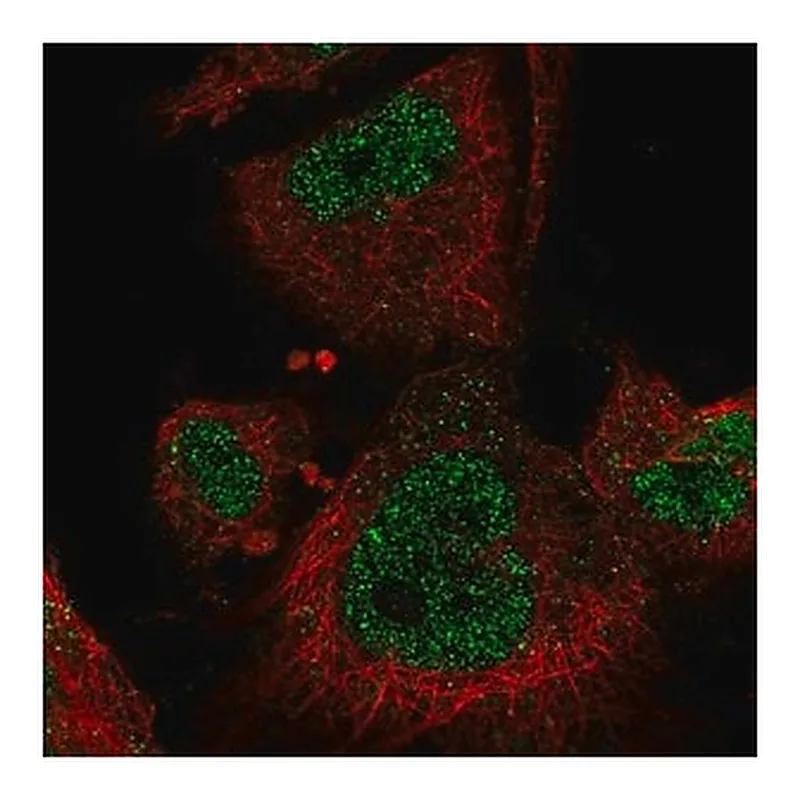Merck Anti-MAP3K3 antibody produced in rabbit