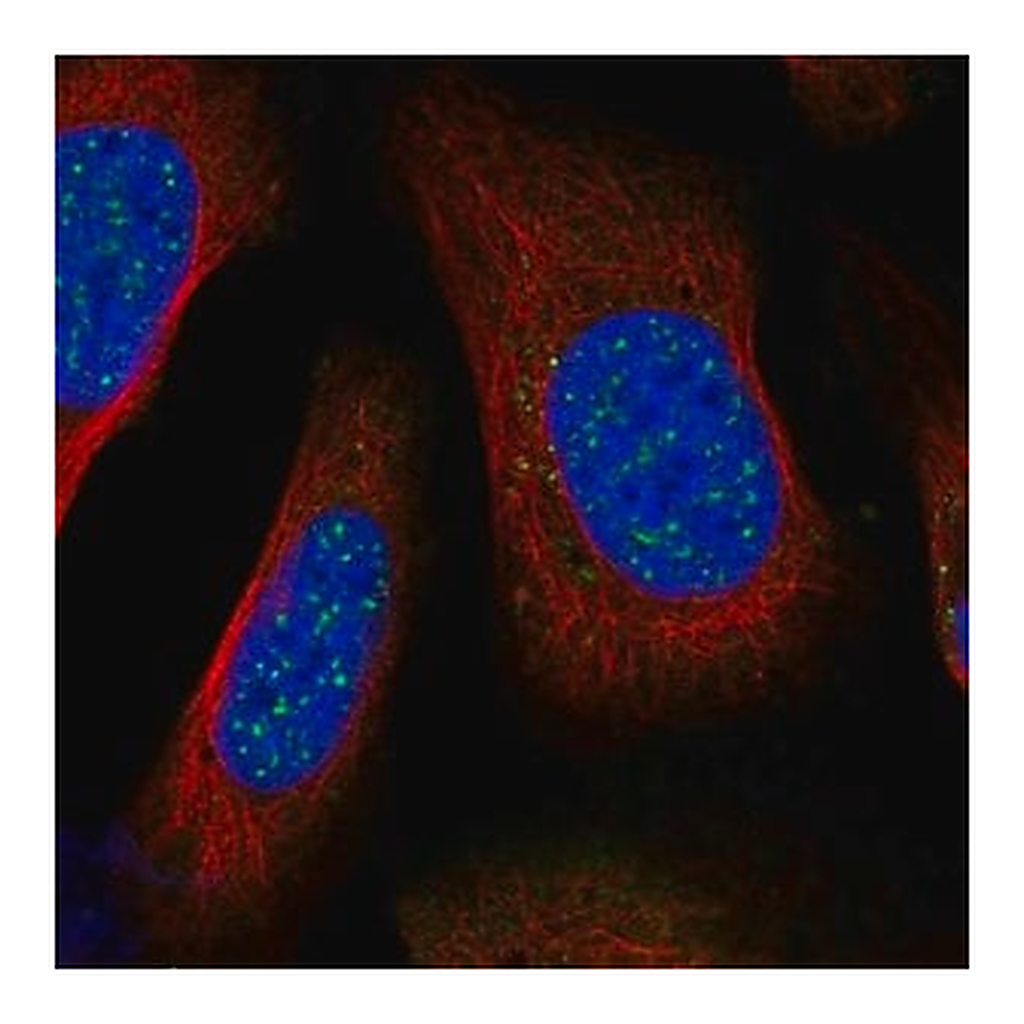 Merck Anti-BARD1 antibody produced in rabbit
