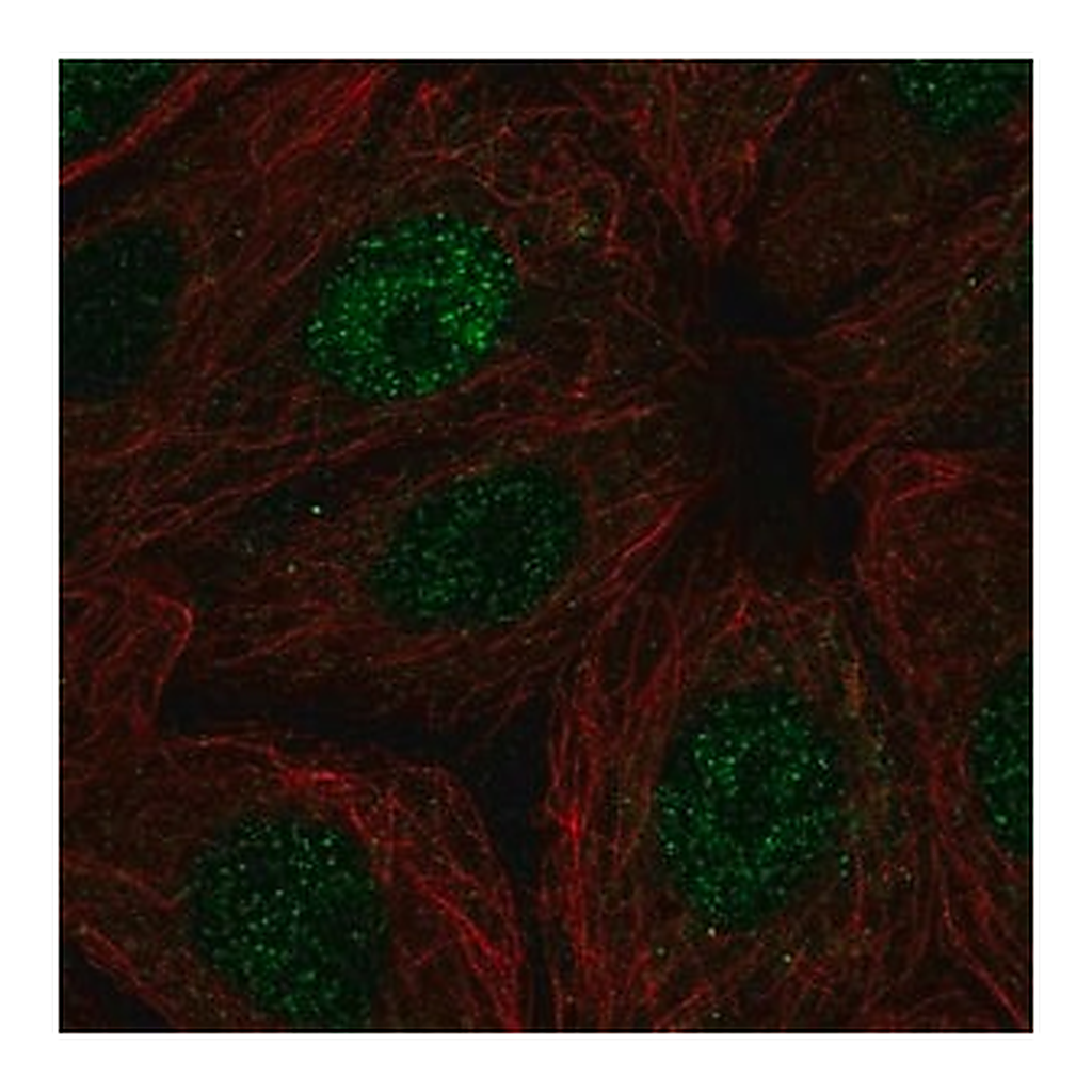 Merck Anti-POLR2I antibody produced in rabbit