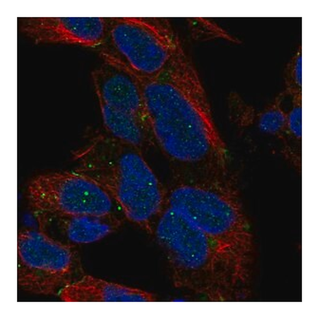Merck Anti-DLX1 antibody produced in rabbit