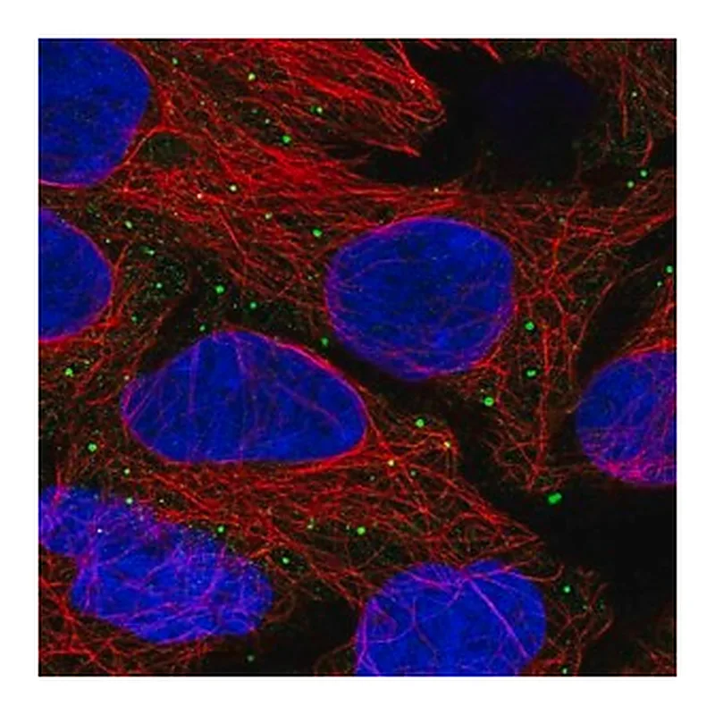 Merck Anti-ANKRD6 antibody produced in rabbit
